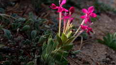 Lapeirousia pyramidalis