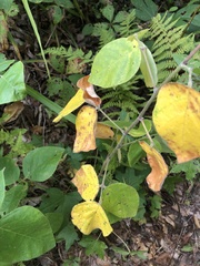 Desmodium viridiflorum