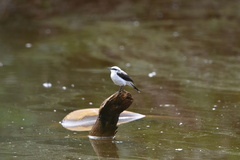 Fluvicola nengeta