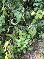 Desmodium viridiflorum