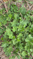 Potentilla argentea