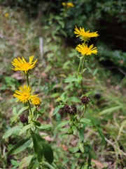 Pentanema britannica