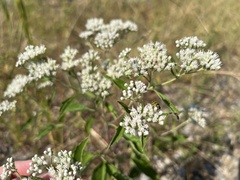 Eupatorium serotinum