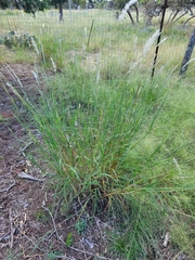 Bothriochloa barbinodis