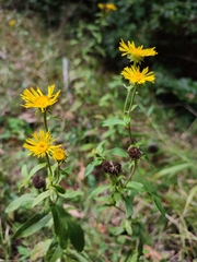 Pentanema britannica