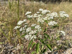 Eupatorium serotinum