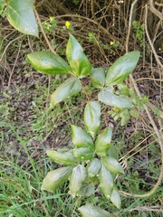 Lardizabala biternata