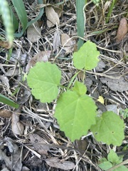 Pavonia lasiopetala