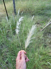 Bothriochloa barbinodis
