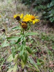 Pentanema britannica