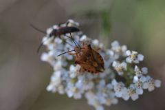 Carpocoris mediterraneus atlanticus