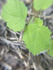 Pavonia lasiopetala