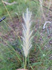 Bothriochloa barbinodis