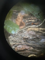 Dendrelaphis
