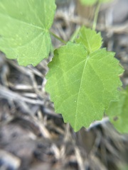 Pavonia lasiopetala
