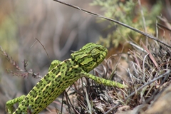 Chamaeleo chamaeleon chamaeleon