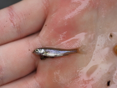 Leucaspius delineatus