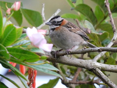Zonotrichia capensis