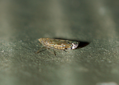 Osbornellus
