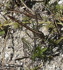 Arigomphus pallidus
