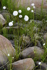 Eriophorum scheuchzeri