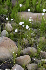 Eriophorum scheuchzeri