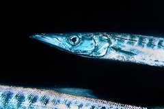 Yellowmouth Barracuda photo 4