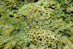 Palythoa grandiflora