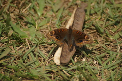 Junonia evarete