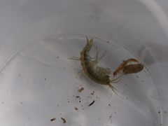 Gammarus roeselii
