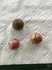 Amphibolips quercusjuglans