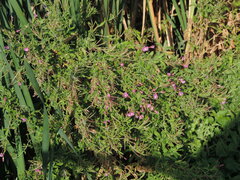 Epilobium hirsutum