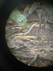 Dendrelaphis