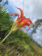 Lilium catesbaei
