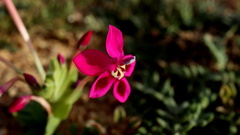 Lapeirousia pyramidalis