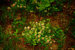 Tephrosia virginiana