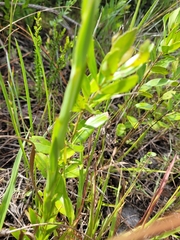 Lilium catesbaei