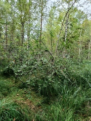Aronia mitschurinii