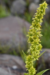 Veratrum oxysepalum