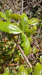 Lardizabala biternata