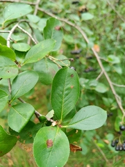 Aronia mitschurinii
