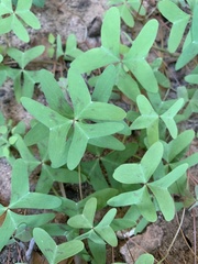 Oxalis drummondii