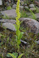 Veratrum oxysepalum