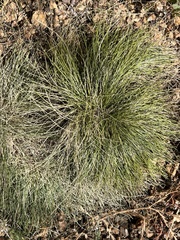 Festuca idahoensis