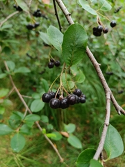 Aronia mitschurinii
