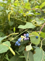 Persicaria perfoliata