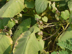 Ipomoea parasitica