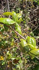 Lardizabala biternata