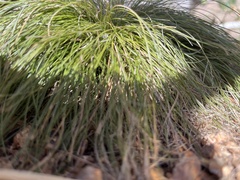 Festuca idahoensis