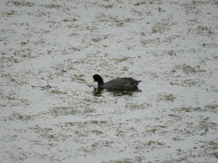 Fulica cristata